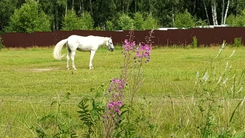 Horse in the meadow Stock Footage 203959503