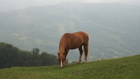 Horse in a meadow in the mountains Stock Footage