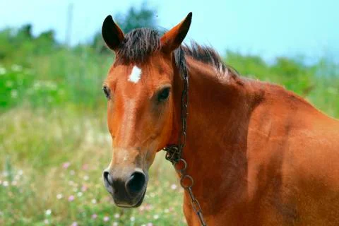 Horse in the meadow. Foto stock