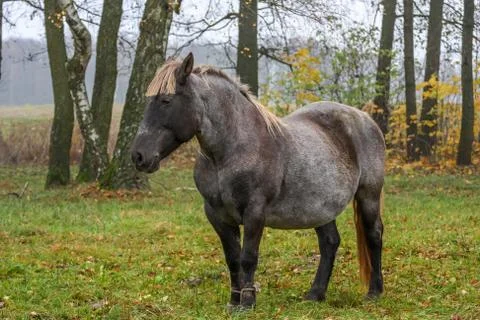 Horse  on meadow Stock Photos