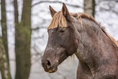 Horse  on meadow Stock Photos