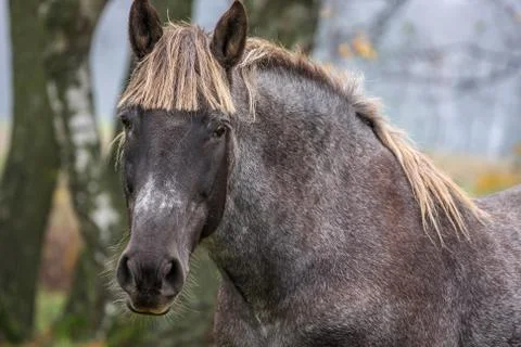 Horse  on meadow Stock Photos