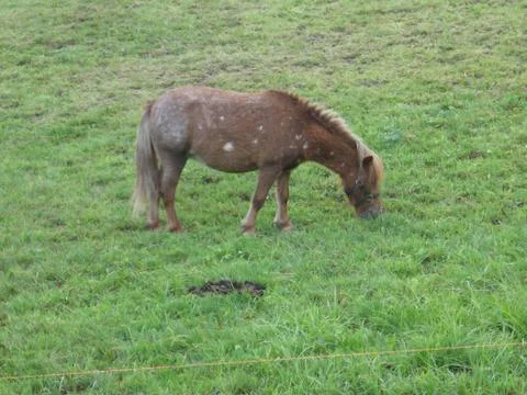 Horse in meadow Foto stock