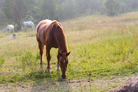 Horse in a meadow Stock Photos