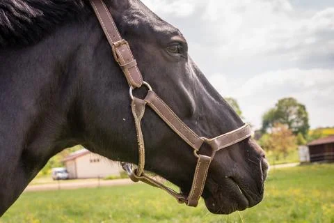 Horse in the meadow Stock Photos