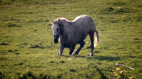 Horse Meadow tumbles Video stock 65294689