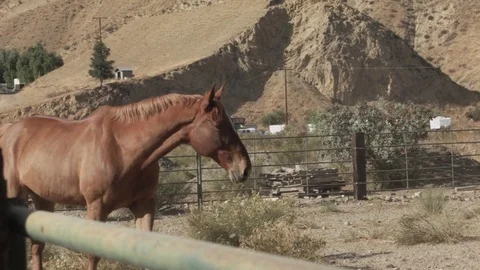 Horse Medium shot walking Vidéo 84787296