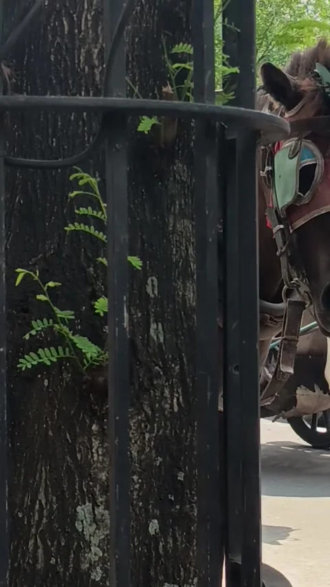 A horse in the middle of the highway 스톡 동영상 310437780