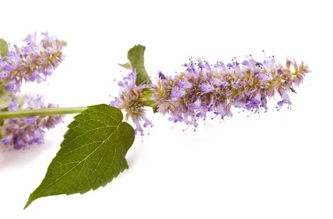 Horse Mint Stock Photos