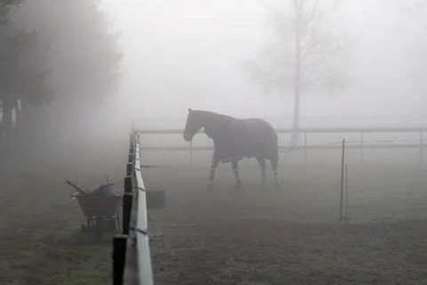Horse in misty paddock Stock Photos
