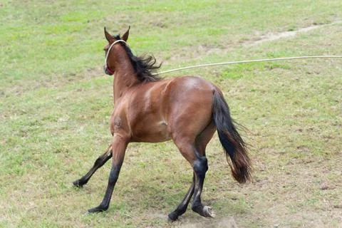 Horse in motion during a performance. Fotos Stock