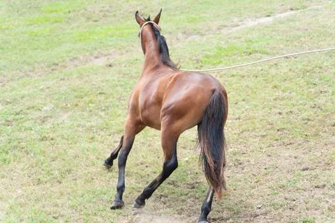 Horse in motion during a performance. Фото