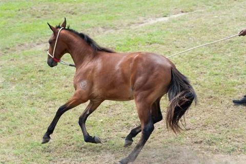 Horse in motion during a performance. Фото