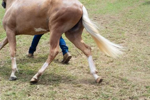 Horse in motion during a presentation Foto stock