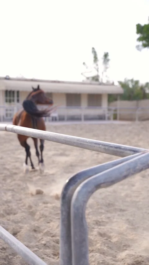 Horse in Motion Stock Footage 314521554