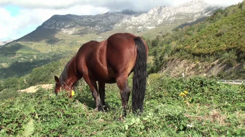 Horse in the Mountain Stock Footage 32009025