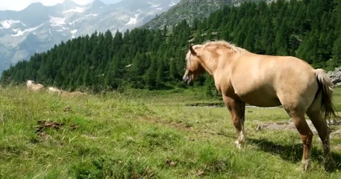 Horse in mountain Vídeo Stock 63232219