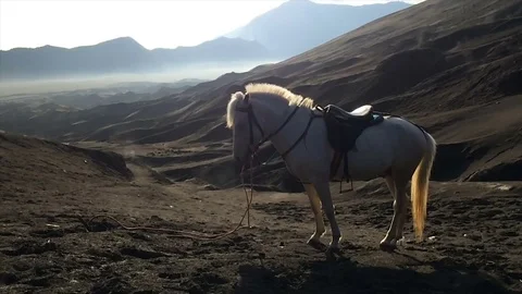 Horse on the mountain Видео 82408246