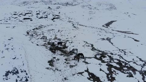 Horse In Mountain Stockbeeldmateriaal 170356582