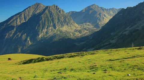 Horse on mountain meadow. Stock Footage 31576734