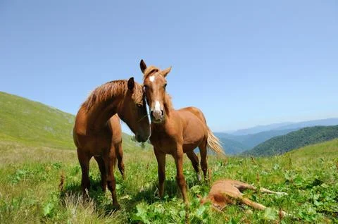 Horse in mountain Fotos Stock