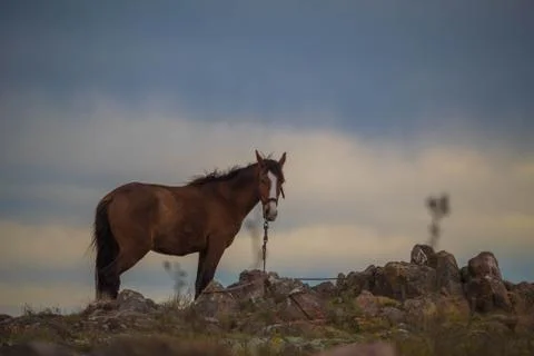 Horse on the mountain range Stock Photos