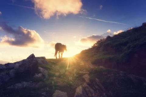 Horse in the mountain at sunset Stock Photos