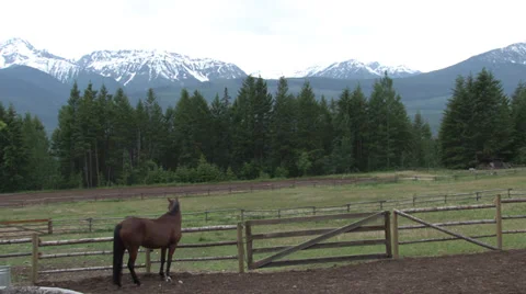 Horse in the Mountains 스톡 동영상 36175732