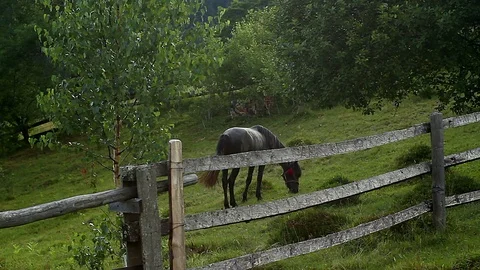 Horse in the mountains Stock Footage 94963509
