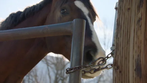 Horse In Mountains Stock Footage 267513597