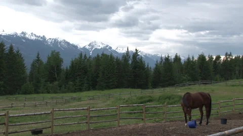 Horse in the Mountains - HD 스톡 동영상 36175736
