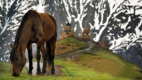 Horse in the mountains of Kazbegi on the background of the Trinity Church Stock Illustration