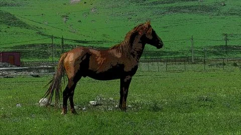 Horse in the mountains Stock Photos