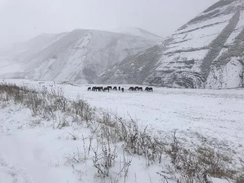 Horse in the mountains Stock Photos