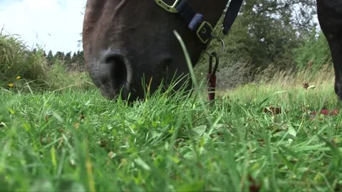 Horse mouth eats grass Stock Footage 237784177