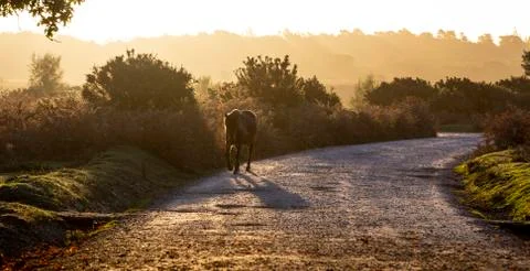 Horse on the Move Stock Photos