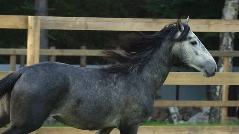 Horse in movement closeup Stock Footage 116630986