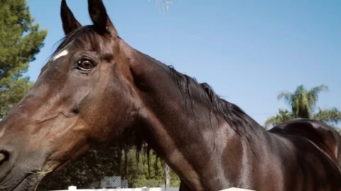 Horse Moves Toward Camera Stock-Footage 79578608