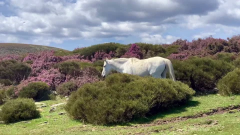 Horse moving through vegetation Video stock 222019146