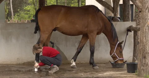 Horse with mud fever treatment. Stock Footage 277065341