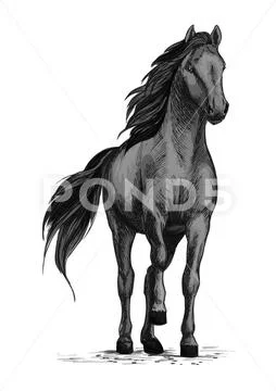 Horse mustang stomping hoof vector sketch Stock Illustration