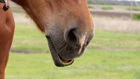Horse muzzle with big lips close-up. Stock Footage 321223964