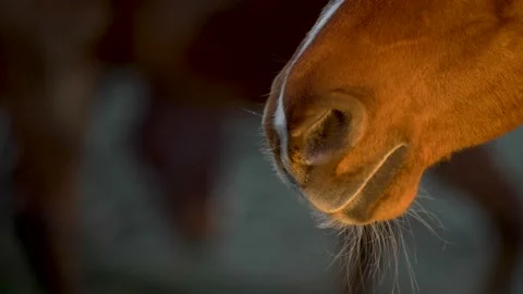 Horse muzzle breathing close-up and slow motion Stock Footage 233944950