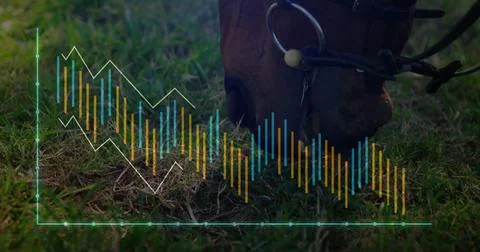 Horse muzzle with bridle bit, cheekpiece grazing in pasture, with chart bars and Stock Photos
