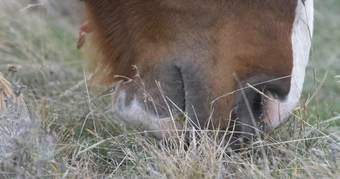 Horse muzzle chewing grass Stock Footage 104923406