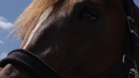 Horse muzzle close-up, face of a brown stallion Stock Footage 278321260