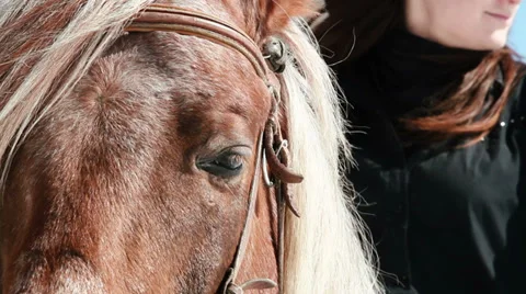 Horse muzzle close-up Stock Footage 30362721