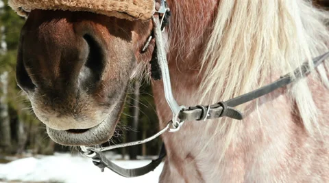 Horse muzzle close-up outdoors Stock Footage 30362819