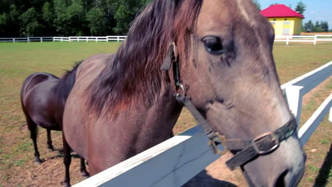 Horse muzzle close up at white paddock fence. Curious brown mare ranch pasture Vídeos de archivo 348103919