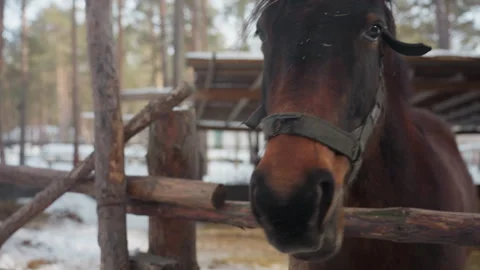 Horse muzzle close to wooden railing and frosty ground, detailed shot of Stock Footage 323130250